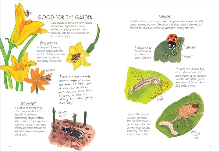 Insect Anatomy: The Curious World of Bees, Beetles, Butterflies, and Bugs - Paperback thumbnail 6