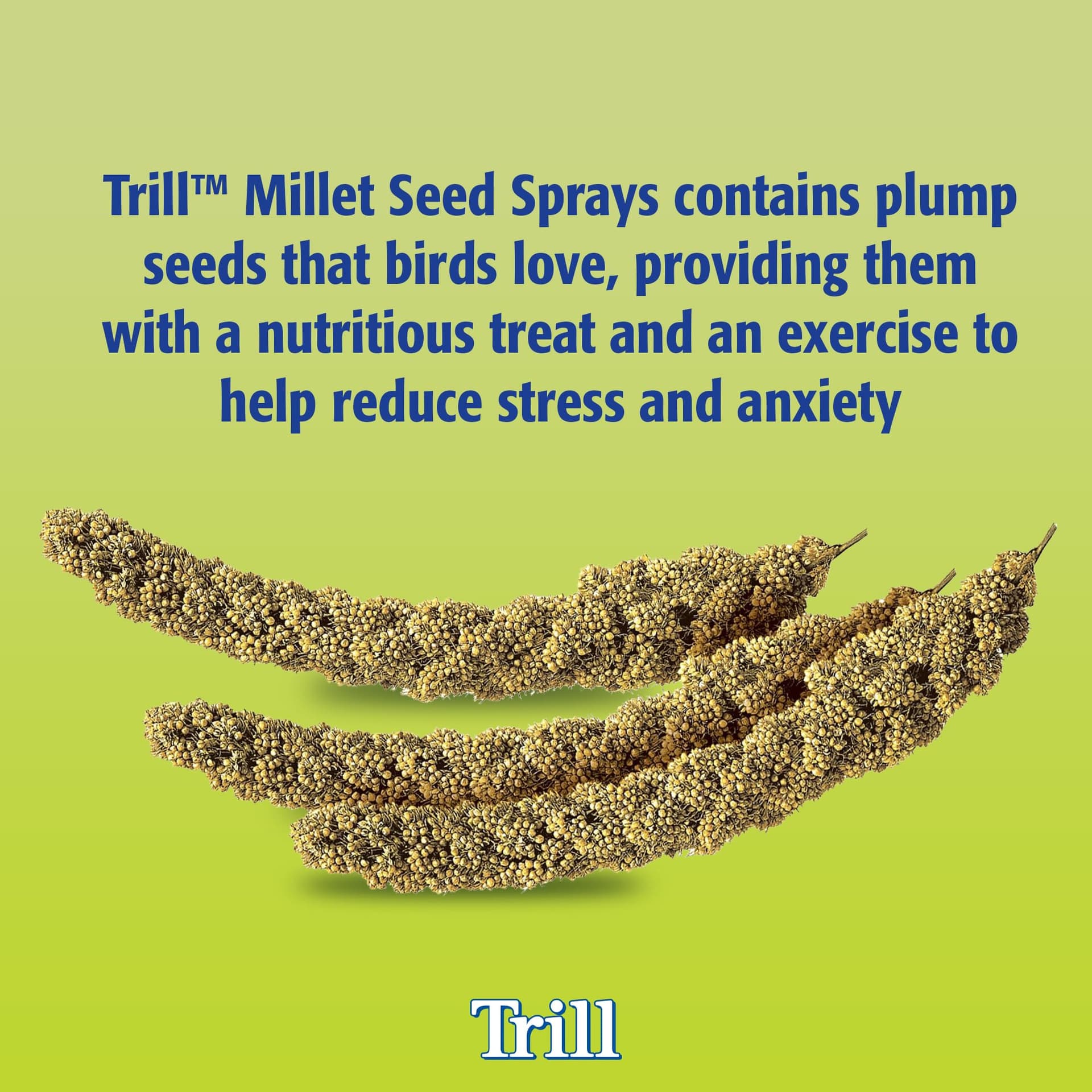 Trill Millet Spray for Birds, 150g – Bird Treat for Pet Birds – Nibbling Exercise to Help Reduce Stress and Anxiety - Bird Food Suitable for Budgies, Canaries, Parrots thumbnail 3