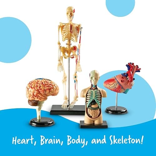 Learning Resources Anatomy Models Bundle Set - Skeleton and Physiology, Human Body Model , Science Classroom Must Haves, Biology Teacher Supplies, Interactive Homeschool Projects, Montessori thumbnail 3