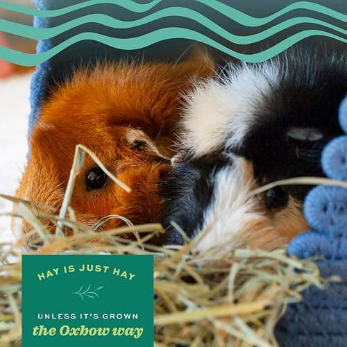 Oxbow Animal Health Orchard Grass, Guinea Pig Hay, Rabbit Hay, Small Pet Bunny Supplies, All Natural Grass for Guinea Pig, Bunny, Chinchilla & Hamster, Oxbow Rabbit Supplies for Bunnies, 9 lb. box thumbnail 4