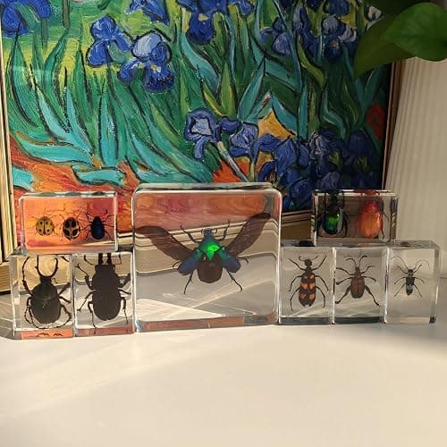 8 Pcs Taxidermy Beetles in Resin, 1 Large & 7 Small Beetles Specimens Insect Resin Set for Entomology Education Kit, Biology Display Supplies, Oddities and Curiosities Gifts Bug Collection(Chafer) thumbnail 3