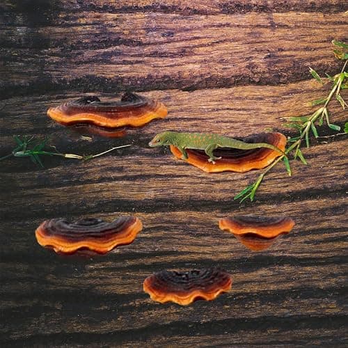 Set of 5 Mushroom Wall Shelves - Small Floating Shelves for Home Decor, Kitchen, Bedroom | Cute Resin Mushroom Shelf, Cottagecore & Reptile Gecko Habitat Accessory thumbnail 8