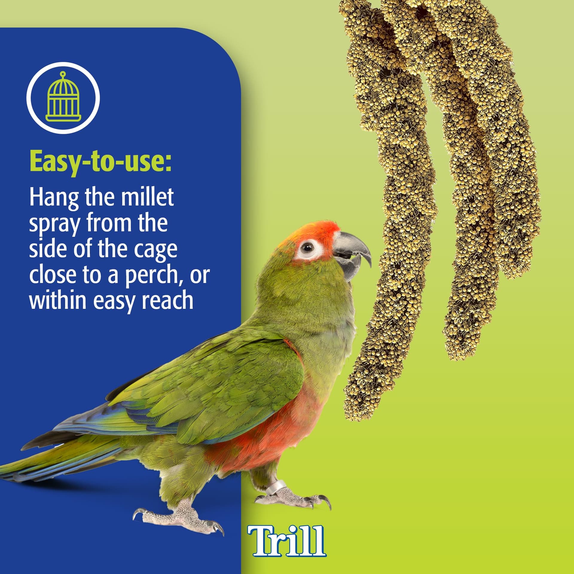 Trill Millet Spray for Birds, 150g – Bird Treat for Pet Birds – Nibbling Exercise to Help Reduce Stress and Anxiety - Bird Food Suitable for Budgies, Canaries, Parrots thumbnail 4