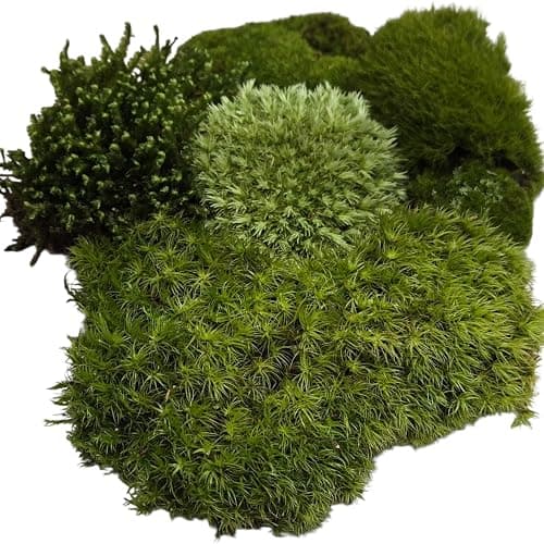 Tin Roof Treasure Live Terrarium Moss Assortment thumbnail 3