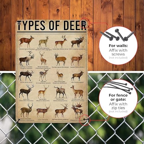 HYBLOM Rustic Types Of Deer Metal Sign, Vintage Farmhouse Wall Art Tin Sign - Hunting Decor & Educational Poster for Home, Man Cave, and Bar 8x12 Inches thumbnail 6