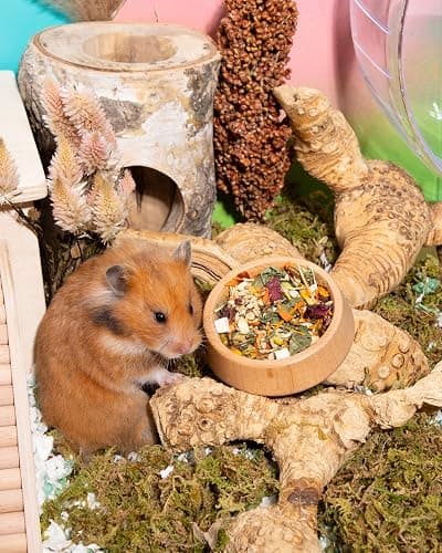 Niteangel Nature Golden Hamster Food: 1kg/35.27oz Complete & Balanced Diet | Selected Well-Matched Nutrient Composition & No Additives Treats Small Animal Food for Syrian Golden Hamsters or Small-Pets thumbnail 4