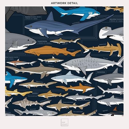 Pop Chart | Sharks Poster | 16" x 20" Art Poster | Illustrated Print of Shark Species | Sea Life and Marine Decor | 100% Designed and Made in the USA thumbnail 4