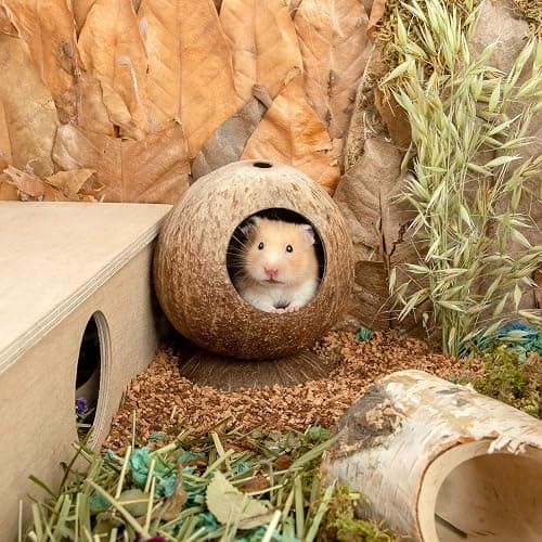 andwe Coconut Hut Hamster House Bed for Gerbils Mice Small Animal Cage Habitat Decor thumbnail 5
