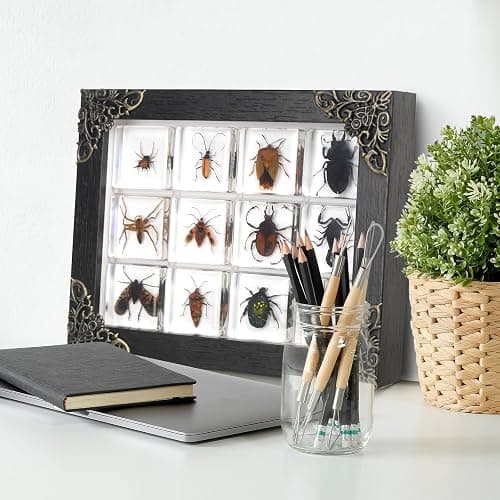 12 Pcs Insect in Resin Specimen Bugs Collection Paperweights, Resin Insects Specimen Frame Decoration for Tabletop Wall Art Decoration Scientific Educational Display Supplies (12 PCS Insects) thumbnail 5