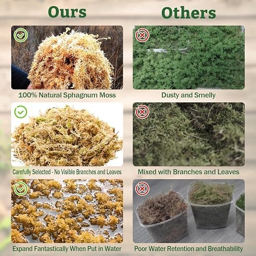 Riare 5.3oz Natural Sphagnum Moss for Reptiles- 6QT Terrarium Reptiles Moss | Moisture Retention, Dried Terrarium Moss Bedding for Lepard Gecko Snakes Turtles Frogs Jumping Spiders Humid Hide Setup thumbnail 5