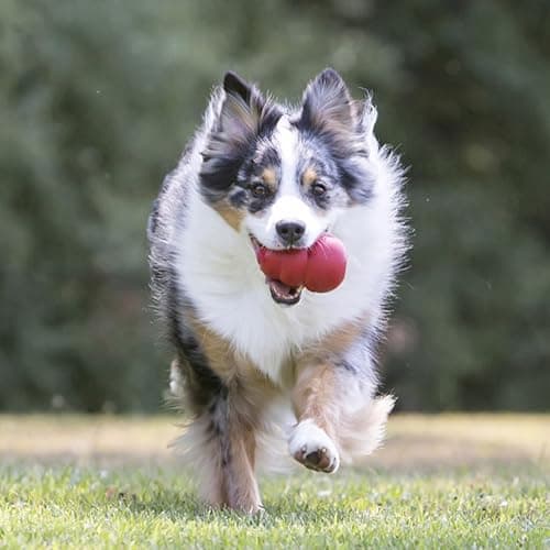 KONG Classic Stuffable Dog Toy - Fetch & Chew Toy for Dogs - Treat-Filling Capabilities & Erratic Bounce for Extended Play Time - Durable Natural Rubber Material - for Medium Dogs thumbnail 2