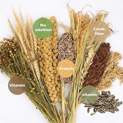 NICERINC PET Natural Ear of Grain Flower&Herb Bedding Mate Habitat Decor, Adding Fun Hamster Accessories for Hamsters Gerbils Lemming | Natural Ear of Grain Flower&Herb Bedding Mate Habitat Decor, Adding Fun Hamster Accessories for Hamsters Gerbils Lemming thumbnail 3