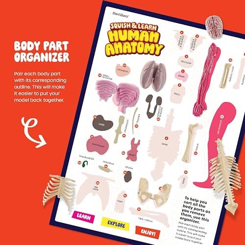 Human Anatomy Squishy Body Model - STEM Science Kits for Kids Ages 4-8 | STEM Toys for 4 5 6 7 8 Year Old Boy Birthday Gift - Learning Educational Toys for Ages 5-7 Boys Gifts - Skeleton Parts thumbnail 5