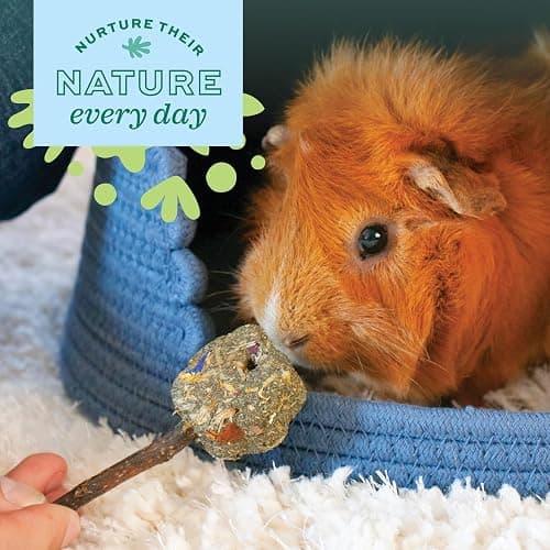 Oxbow Enriched Life Timothy Popsicle, Rabbit Toys, Guinea Pig Toys, Enrichment for Bunny, Guinea Pig, Hamster Stuff, Rabbit, Chinchilla, Made with Timothy Hay, Chinchilla Cage Accessories thumbnail 6