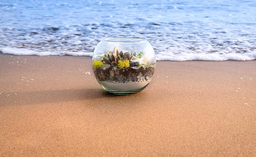 SuperMoss (90422) Beach Terrarium DIY Kit – Create Stunning Nature-Inspired Mini Gardens – Perfect for Home Decor, Office Gifts, and Plant Lovers, Appx 4 Oz thumbnail 5