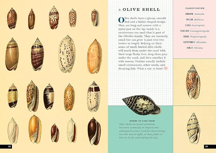 The Little Book of Shells: A Guide to Shells and the Amazing Creatures Who Make Them thumbnail 6
