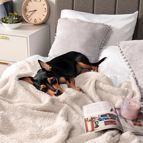 PAVILIA Sherpa Throw Blanket for Couch Sofa, Cream Beige Fluffy Warm Plush Blanket for Bed, Cozy Super Soft Lightweight Throw, Fuzzy Decorative Blanket, All Season Home, 50x60 thumbnail 8