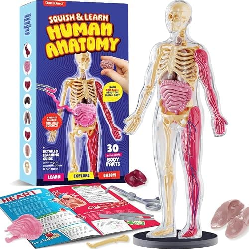 Human Anatomy Squishy Body Model - STEM Science Kits for Kids Ages 4-8 | STEM Toys for 4 5 6 7 8 Year Old Boy Birthday Gift - Learning Educational Toys for Ages 5-7 Boys Gifts - Skeleton Parts - Image 1
