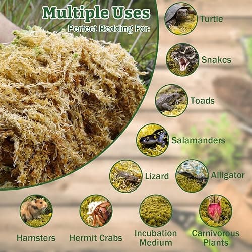 Riare 5.3oz Natural Sphagnum Moss for Reptiles- 6QT Terrarium Reptiles Moss | Moisture Retention, Dried Terrarium Moss Bedding for Lepard Gecko Snakes Turtles Frogs Jumping Spiders Humid Hide Setup thumbnail 6