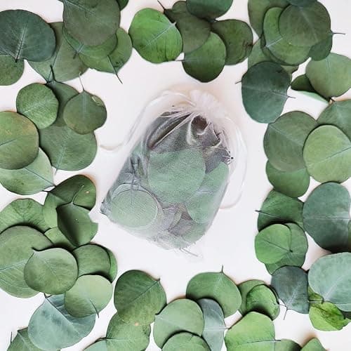 300+ Pcs Dried Real Eucalyptus Leaves, Rustic Boho Wedding Table Decor, 100% Natural Preserved Silver Dollar Eucalyptus Decor Green Leaves, Biodegradable Confetti for Weeding, DIY, Baby Shower, Cake1 thumbnail 3