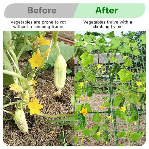 Cucumber Trellis for Raised Bed, U-Shape Garden Trellis for Climbing Plants Outdoor, Metal Arch Trellis for Vegetables, Plant Support for Tomato, Pea, Zucchini (47.2" L×30" W×47.2" H-Medium) thumbnail 7