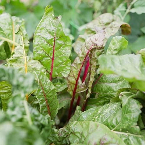 Sereniseed Certified Organic Leafy Greens Lettuce Seeds Collection (10-Pack) – 100% Non GMO, Open Pollinated – Grow Guide thumbnail 5