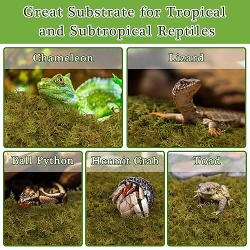 Halatool 1.1LB Natural Sphagnum Moss for Reptiles- 25QT Green Moss for Terrarium Plants Long Fiber Reptile Moss for Leopard Gecko Snake Hamsters Tortoises Frogs Lizards Salamanders thumbnail 8