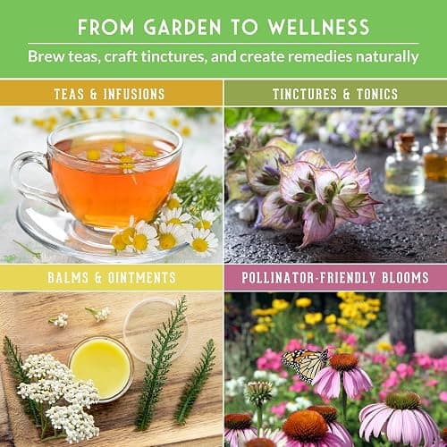 Ultimate Medicinal Herb Seeds Variety Pack – 36 Heirloom Non-GMO Healing Herbs for Planting | Wellness & Apothecary Garden Kit for Herbalists, Homesteaders – Survival Garden Seeds (28,000+) thumbnail 4