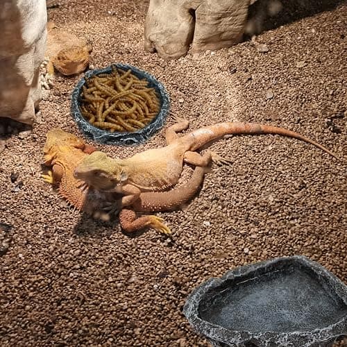 2 Pack Reptile Feeding Dish Corner Bowl, Reptile Water Dish Food Bowl Feeding Terrarium Bowls for Bearded Dragon Lizard Frog Gecko Tortoise Hermit Crab thumbnail 3