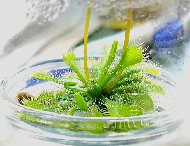Bloomify Live Sundew Plant Terrarium – Enclosed Ecosystem with Zero Maintenance – Unique Ecosphere Plants for Home Décor – Drosera Spatula Sundew Plant –Great Gift – Self-Sustaining Terrarium thumbnail 2