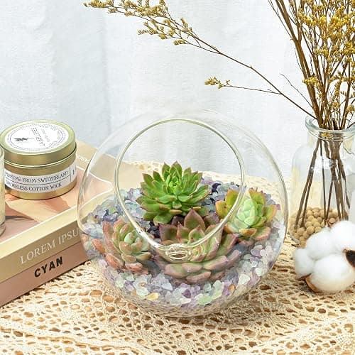 Succulent Plants (4 Pack), Live Succulents Fully Rooted in 2" Grower Pots, Unique Potted House Plant for DIY, Home Decor, Wedding Party Favor (Common Varieties) - Common Varieties thumbnail 5