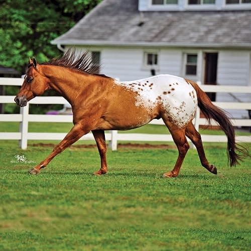 Breyer Horses Traditional Series Chocolatey | Horse Toy Model | 12.25" x 8" | 1:9 Scale | Model #1842 thumbnail 2