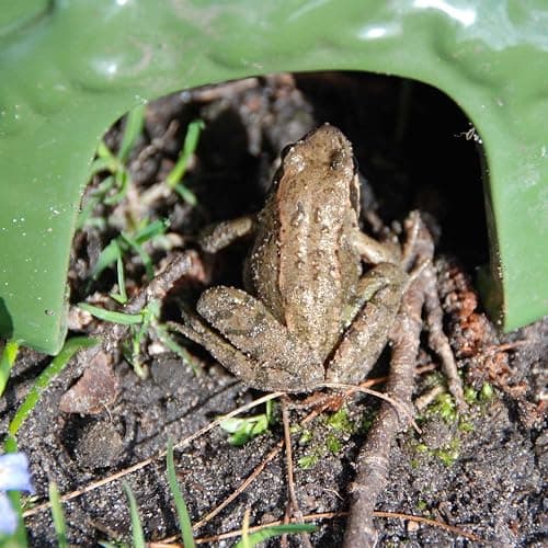 Esschert Design Toadhouse thumbnail 2