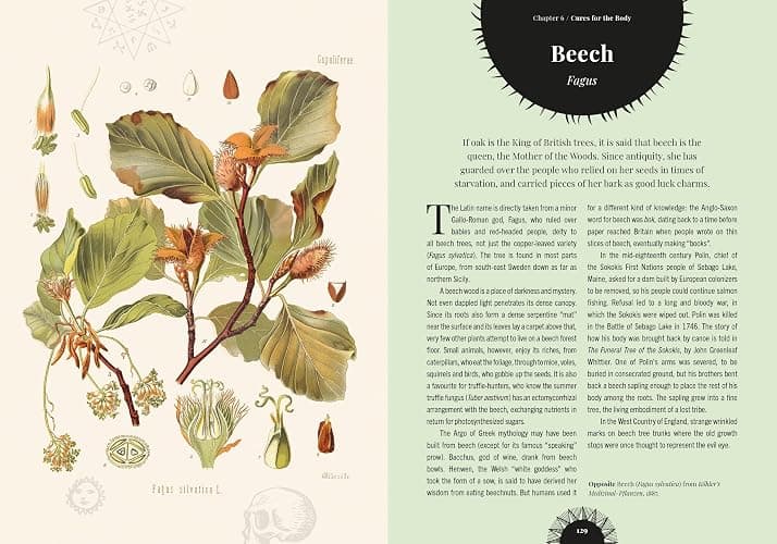 Witch's Forest: Trees in magic, folklore and traditional remedies (Royal Botanic Gardens, Kew) thumbnail 4
