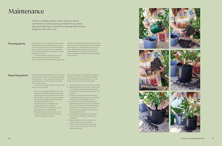 The Plant Book: The ultimate guide to thriving houseplants thumbnail 5