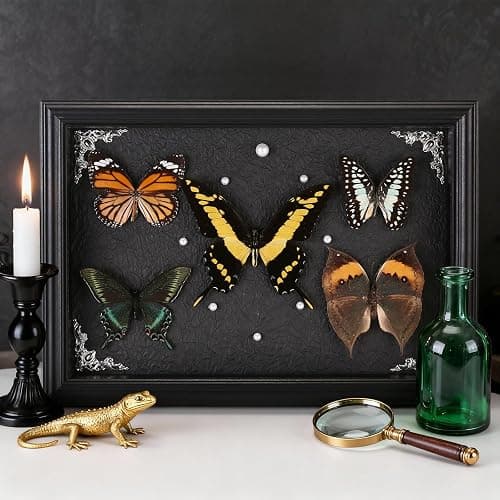 Real Framed Butterfly Taxidermy Collection - Set of 5 in Shadow Box Display, Office - Unusual Gift for Entomology Lovers, Birthday, Christmas thumbnail 9