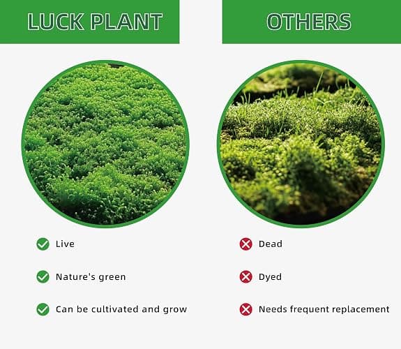 LUCKY PLANT Live Moss for Reptiles - Terrarium Moss for Reptiles Peat Moss for Reptiles Habitat Bedding Moss for Snakes Turtle Frog Gecko and Other Reptiles Substrate 50 Square inches Live Moss thumbnail 5