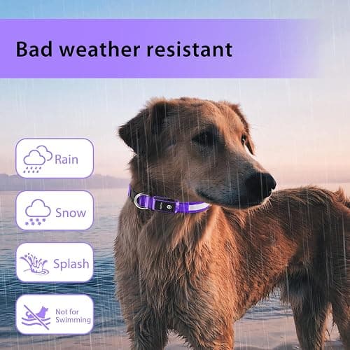 PcEoTllar Light Up Dog Collars, LED Dog Collar Rechargeable Purple Lighted Dog Collar Waterproof Dog Lights for Night Walking RGB Colorful Flashing Dog Collar for Small Medium Large Dogs-Purple-M thumbnail 5