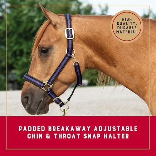 Weaver Equine Breakaway Horse Halter, Comfort Foam Padding, Adjustable Chin & Throat Snap Halters for Horses, Equine Tack,Average Size thumbnail 2