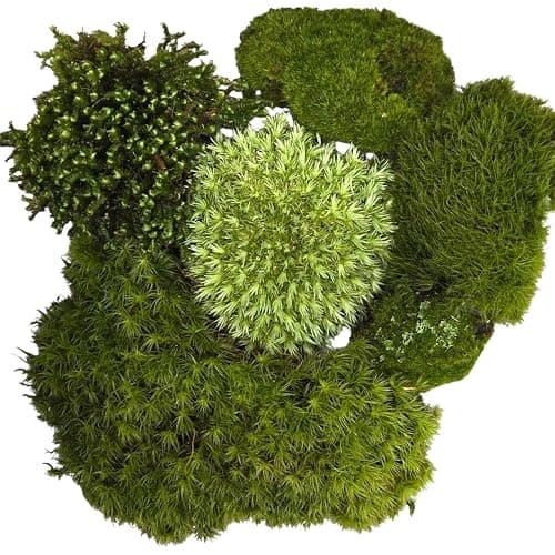 Tin Roof Treasure Live Terrarium Moss Assortment - Image 1