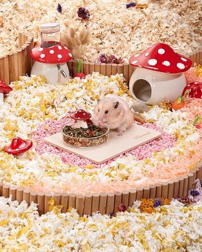 Niteangel Hamster Feeding & Food Bowls: Mushroom Glass & Chew-Resistant | Easy to clean & Stable Food Dish Feeding Bowls for Dwarf Syrian Hamsters Gerbils Mice Rats or Other Similar-Sized Small Pets thumbnail 4