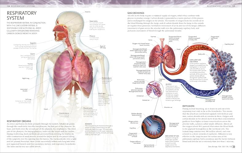 The Human Body Coloring Book: The Ultimate Anatomy Study Guide, Second Edition (DK Human Body Guides) thumbnail 6