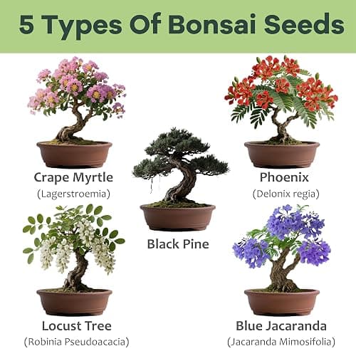 LUOJIBIE Bonsai Tree Kit for Beginners - Unique DIY Japanese Bonsai Trees,Crafts for Adults, Ideal Gardening Birthday Gift for Women & Men,Complete Indoor Plant Kit thumbnail 3
