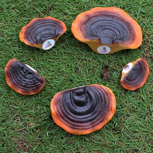 Set of 5 Mushroom Wall Shelves - Small Floating Shelves for Home Decor, Kitchen, Bedroom | Cute Resin Mushroom Shelf, Cottagecore & Reptile Gecko Habitat Accessory thumbnail 6