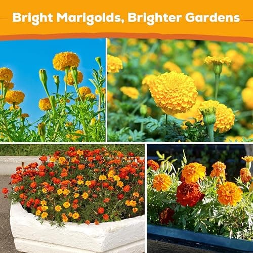 Fruivity Petite French Marigold Seeds for Planting, 400+ Flower Seeds Non-GMO Heirloom Seed Packet,Home and Garden Easy to Grow, Indoor & Outdoor Gardening, Companion Plant & Quick Blooming thumbnail 6