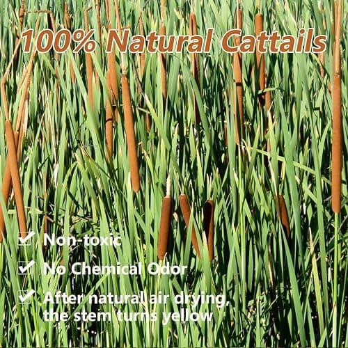 Dried Natural Brown Cattails Flowers - 20PCS Real Broadleaf Pencil Cattail Stems Bundles, 17'' Bulrush Plants Dry Flower for DIY Floral Arrangements, Wedding Home Office Gardens Decor thumbnail 3