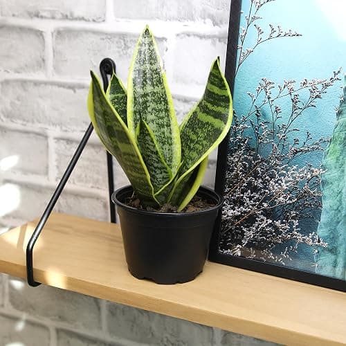 Live Snake Plant, Sansevieria trifasciata Superba, Fully Rooted Indoor House Plant in Pot, Mother in Law Tongue Sansevieria Plant, Potted Succulent Plant, Houseplant in Potting Soil by Plants for Pets thumbnail 2