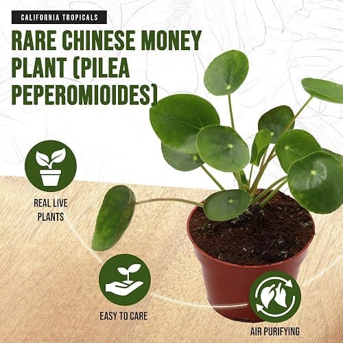 California Tropicals Rare Chinese Money Plant (Pilea Peperomioides) - Live House Plant, 4 Inch Pot for Easy Care, Perfect for Office, Home & Feng Shui Decor, Real Plants for Gardening thumbnail 3