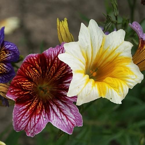 Scott&Co. Flower Seed Variety Pack - 30 Different Varieties of Flower Seeds to Grow Your Own. Butterfly and Bee Attracting, Grow Indoor and Outdoor. Christmas Gifts for Women and Men. thumbnail 8