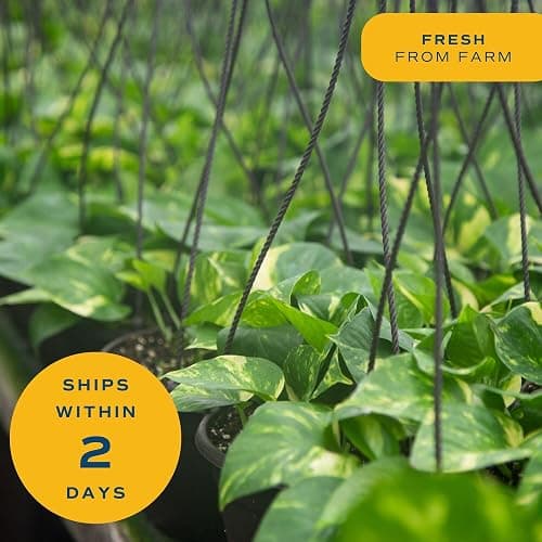 Costa Farms Golden Pothos Live Plant, Easy Care Indoor House Plant in Grower's Pot, Potting Soil, Great for Outdoor Hanging Planter or Basket, Housewarming Gift, Desk Decor, Room Decor, 10-Inches Tall thumbnail 6